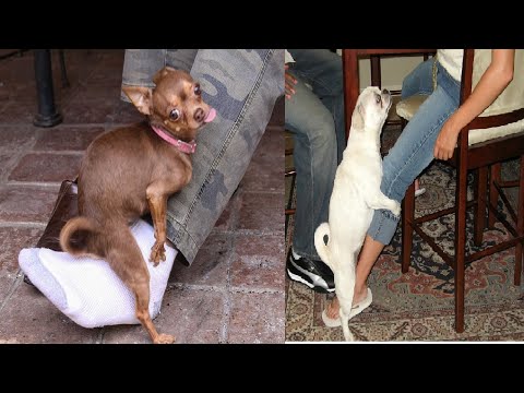 Why do dogs hump your leg, cats, chicken, pillow, baby,