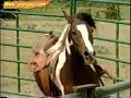 Horse Training Video: 9 of 12 Horse Training Video: 9 of 12