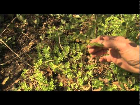 how to properly trim azaleas