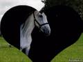 ANDALUSIER PAARD EN TANGO