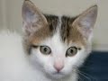 Kitties In Need Of Homes