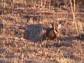 Prairie chickens displaying on lek