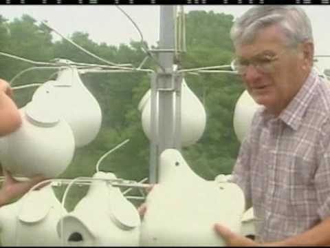 how to attract purple martins in nj
