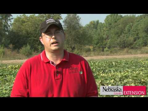 how to store pumpkins after harvest