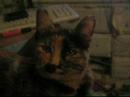 MY CAT