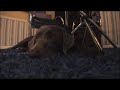 Cody Hypnotized