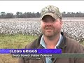 Late Cotton Harvest Ends Frustrating Year For Georgia Farmers