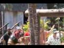PCC Marquesas Pig Hunt