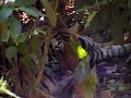 Tigers with Prey in Kanha India Video by Shirishkumar Patil Tigers with Prey in Kanha India Video by Shirishkumar Patil