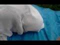 The Human Condom