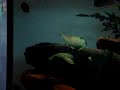 Aquarium Mix Malawi Tanganika & Victoria Aquarium Mix Malawi Tanganika & Victoria