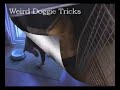 Yellow Lab leg lift trick with flee suit on