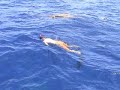 Dolphin Spearshing May 2006