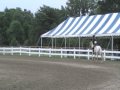 Medium Pony Hunter Traders Point 2007