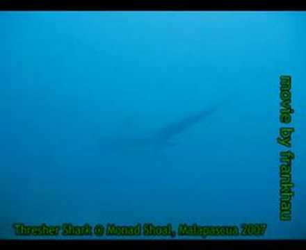 Thresher Shark at Monad Shoal