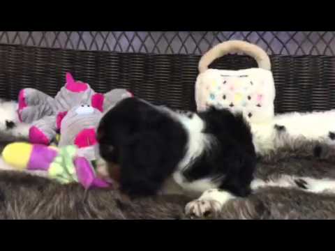 Loving & Affectionate, Handsome Male Cavalier King