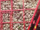 Vervaet XF280 harvesting sugarbeets Vervaet XF280 harvesting sugarbeets