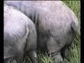 Animali matti Animali matti