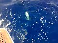 BIG GAME a largo di capri a bordo di lubrarelax