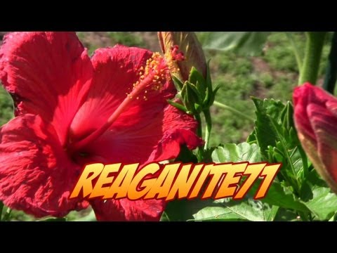how to fertilize a hibiscus tree