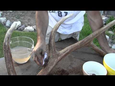 how to dye deer antlers