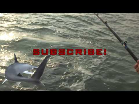 bull shark