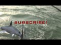 Sanibel Captiva Florida Bull Shark Fishing! Chew On This