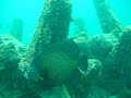 euro jacks reef dania beach florida.html