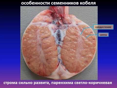 Аппарат размножения самцов