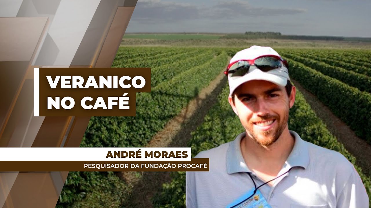 Veranico já prejudicou granação dos frutos do café no Brasil