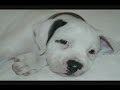 Videos
