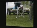 Bulldog Americano video
