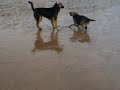 meeting molly at the beach