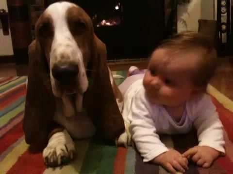 basset hound
