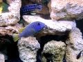 75 Gallon - Mixed African Cichlid Aquarium
