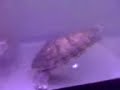 terrapins feeding on prawns