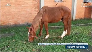 Mais de 12 mil animais já foram resgatados no Rio Grande do Sul