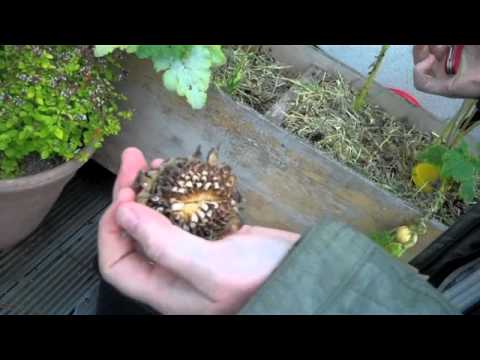 how to dry out sunflower seeds to plant