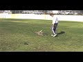 Drago (4 month old Doberman)