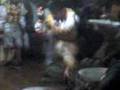 videos de santa cruz de tucsen 2008 parte 2