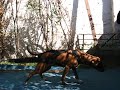 Weight Pull  NEa #2