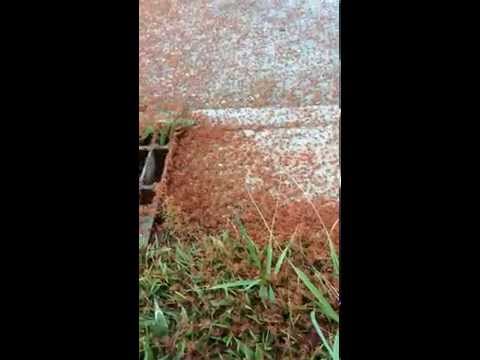 OMG! Yuk! Millions Of Crabs!