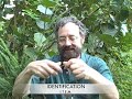 EatTheWeeds: Episode 47: Apios Americana