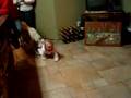 videos de dogos nikki play whit maika