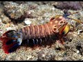 Estridulados Estridulados