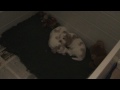 Snoring Beagle pups