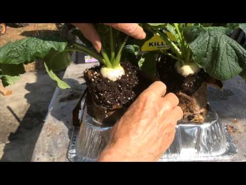 how to fertilize turnips