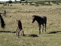 Smallest foal on dartmoor ! Smallest foal on dartmoor !