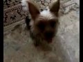 lil brownie