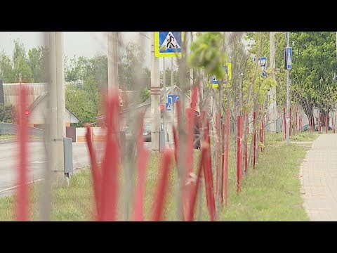 На Гомельщине проведут мониторинг приживаемости высаженных деревьев видео